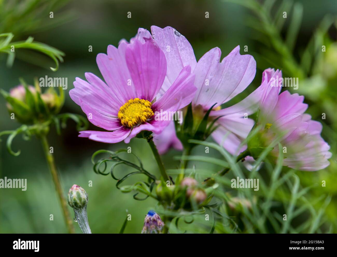 Purple Cosmos flower shining bright in the garden Stock Photo - Alamy