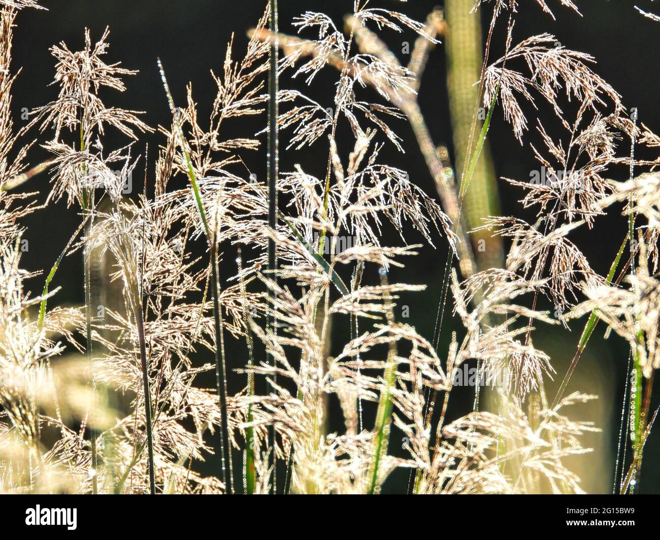 Small Reed Grass Small Stems of Reed Grass Shine in the Morning Sun: The dew on these ...