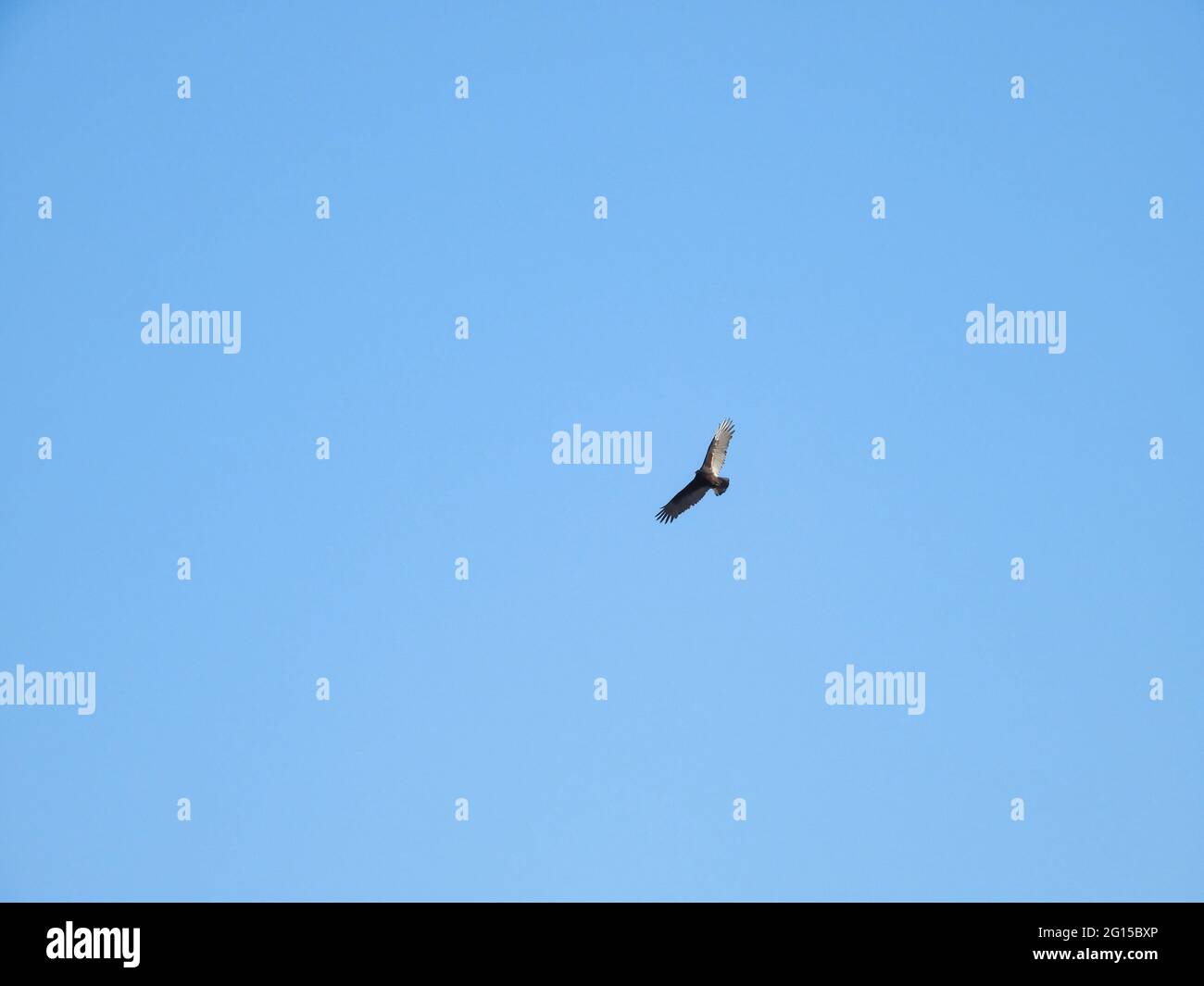 Turkey Vulture Bird in Flight with Full Wing Span on an Autumn Day in a Clear Blue Sky Stock Photo