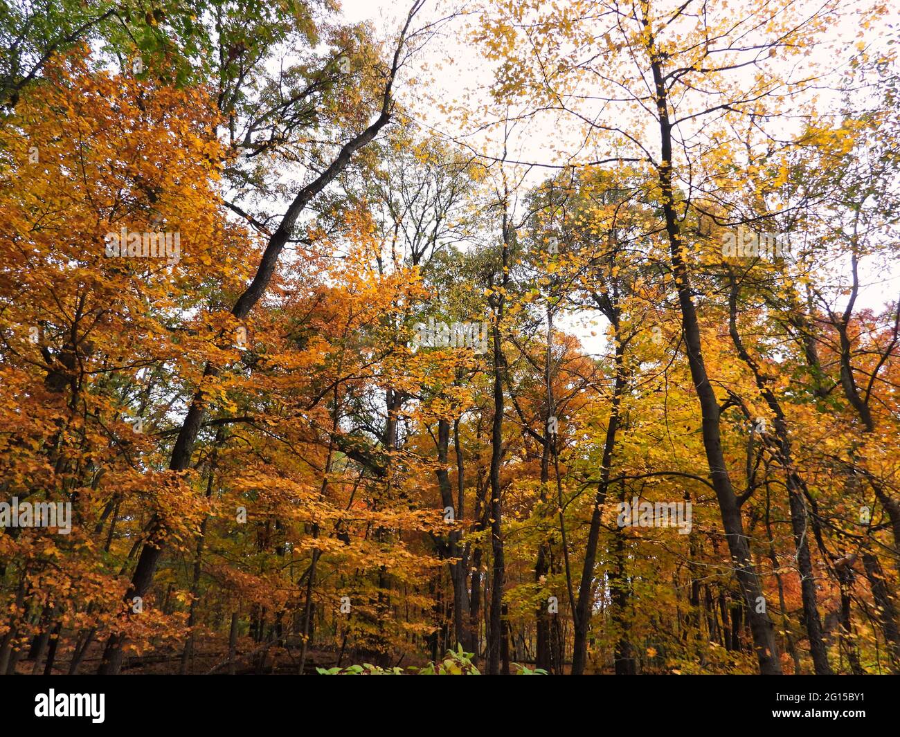 Autumn in the Forest: Various species of trees with brilliant fall ...