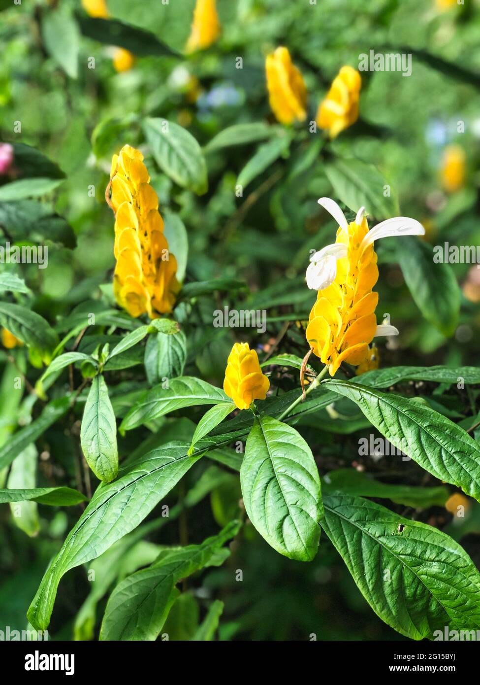 Jamaican Yellow Flowers Tropical yellow flowers with white petals
