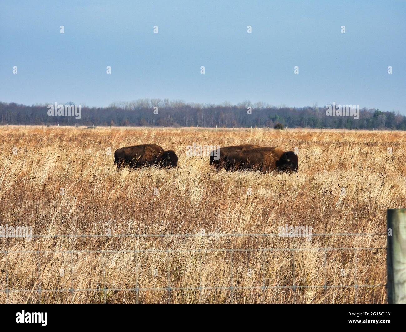 Bisons Grazing in a Field: Two American buffalos graze in a fall prairie field on a sunny fall day with a clear sky in the background Stock Photo