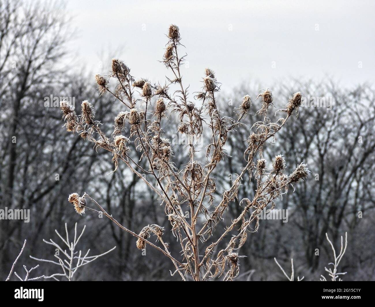 Prairie Plant with Frost: Multiple prairie seed head covered in early morning frost on an overcast winter day Stock Photo