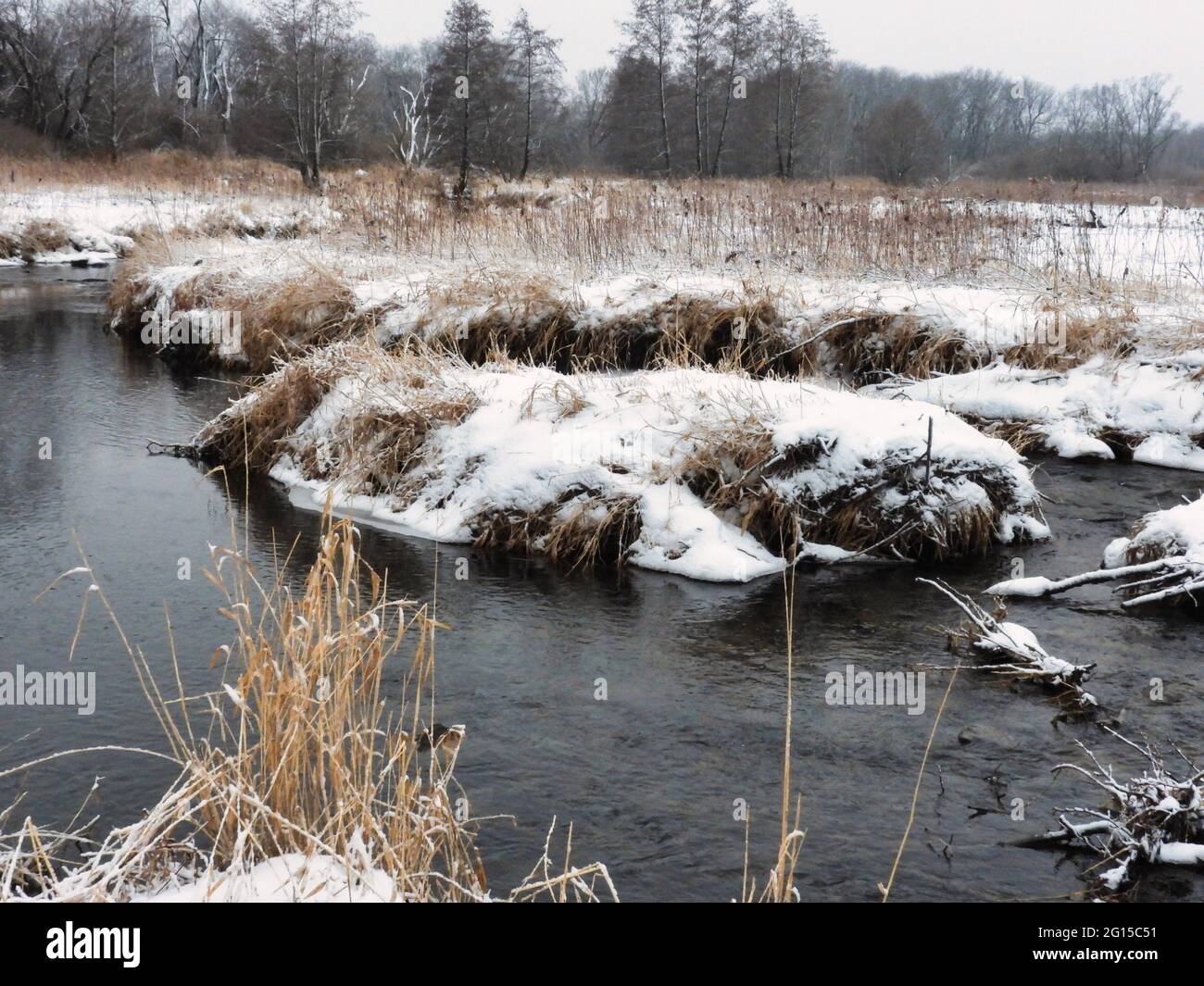 Large Muskrat Den on the Curve in a Creek: A large muskrat family lodge near the banks of a curving creek made with mud and straw and snow covered Stock Photo