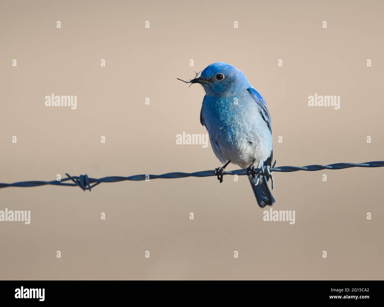 Wildbird mountain shop bluebird