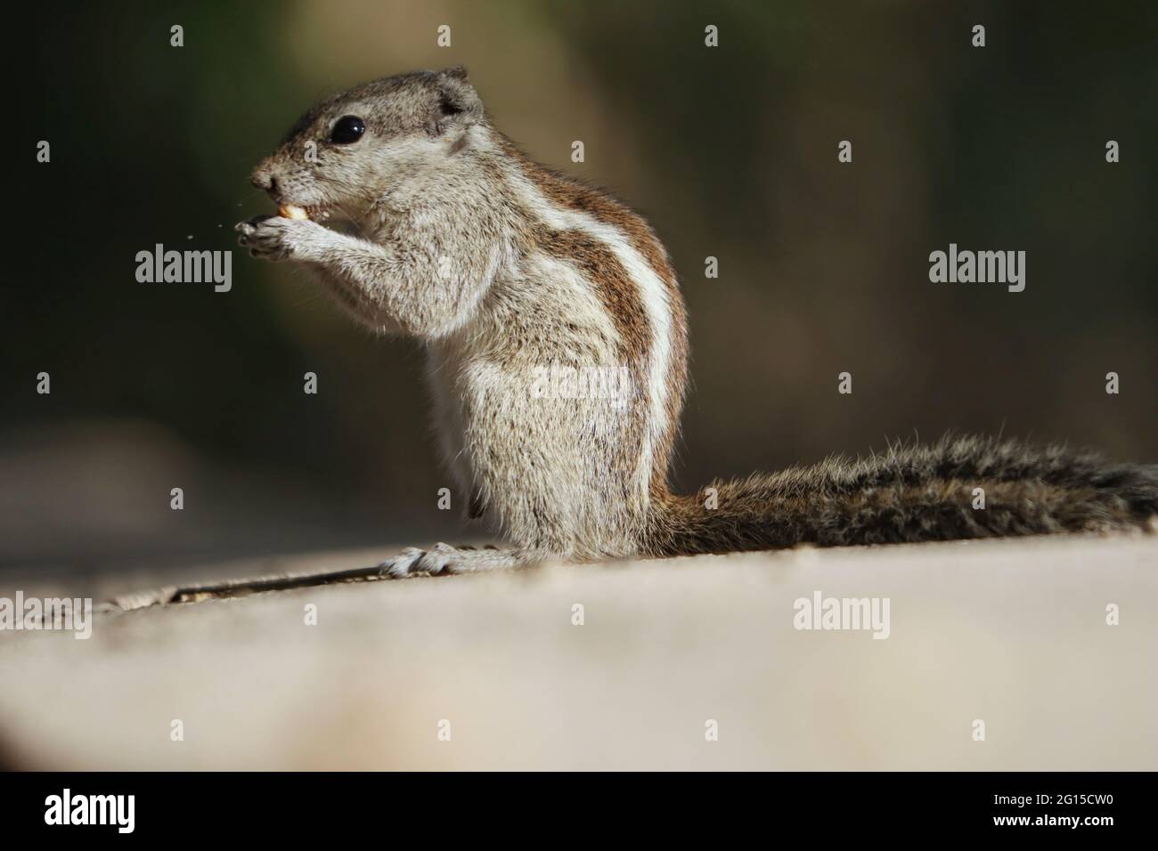 Portrait of an adorable gray chipmunk eating while standing on hind legs on the stone surface Stock Photo