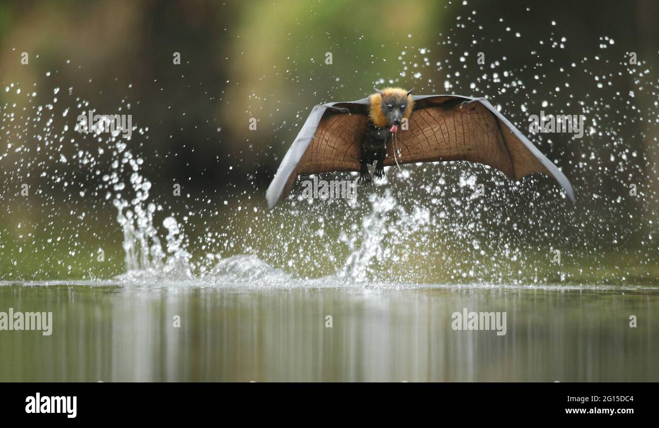 Hyena jackal vulture hi-res stock photography and images - Alamy Hyena jackal vulture hi-res stock photography and images - Alamy