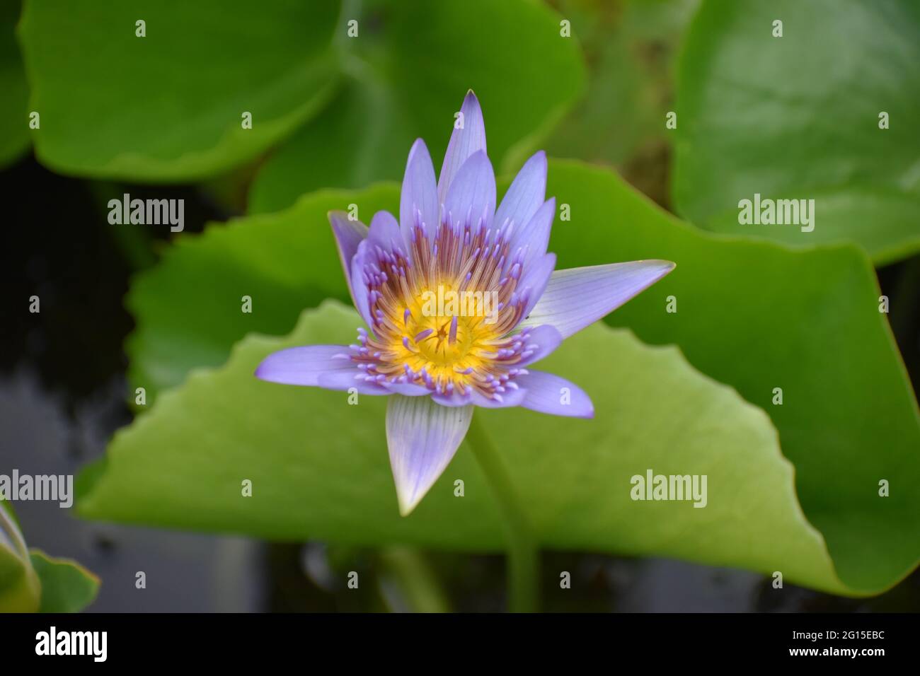 Purple lotus flower in the Garden located in Kingstown, St. Vincent and the Grenadines. Stock Photo