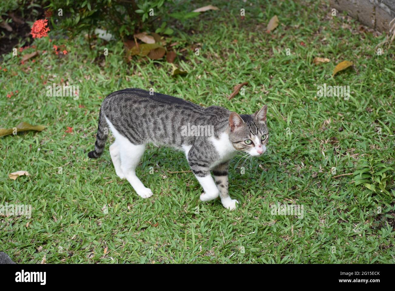 Cat roaming around the Kingstown Botanical Garden, St. Vincent and the Grenadines. Stock Photo