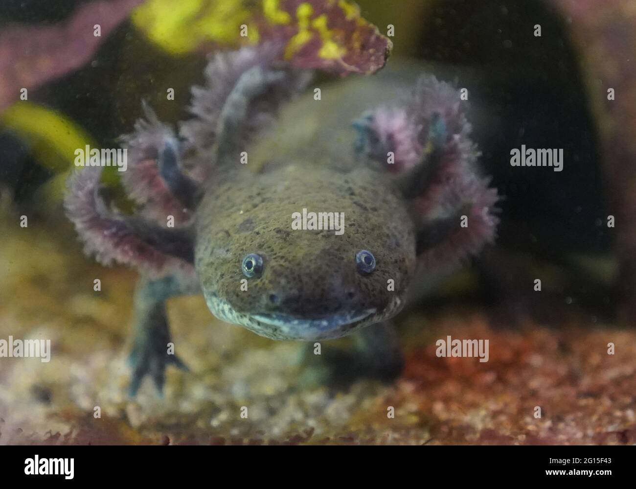 Axolotl High Resolution Stock Photography And Images Alamy Axolotl High Resolution Stock Photography And Images Alamy