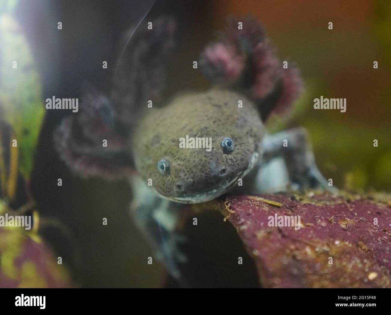 Axolotl High Resolution Stock Photography And Images Alamy