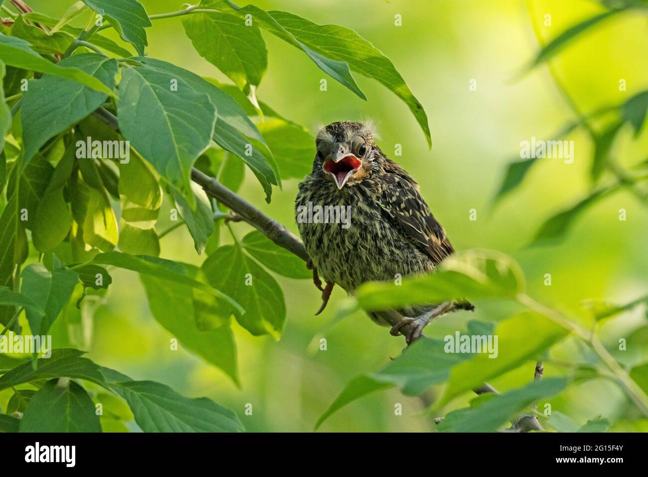 Red-winged Blackbird Fledgling, (Agelaius phoeniceus) Stock Photo
