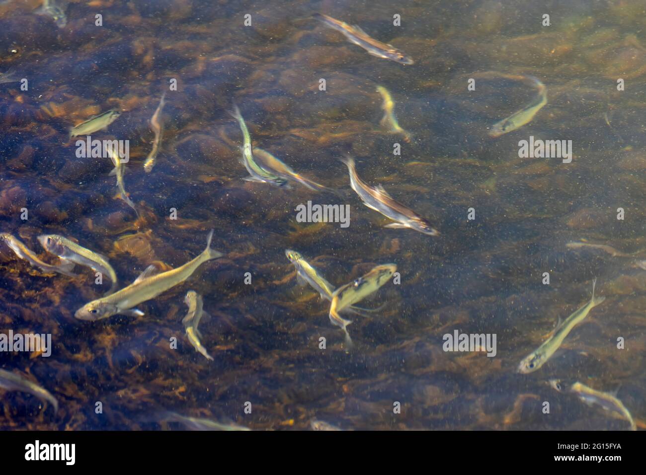 Shoals of freshwater smelts, migrating small species of fish on Lake