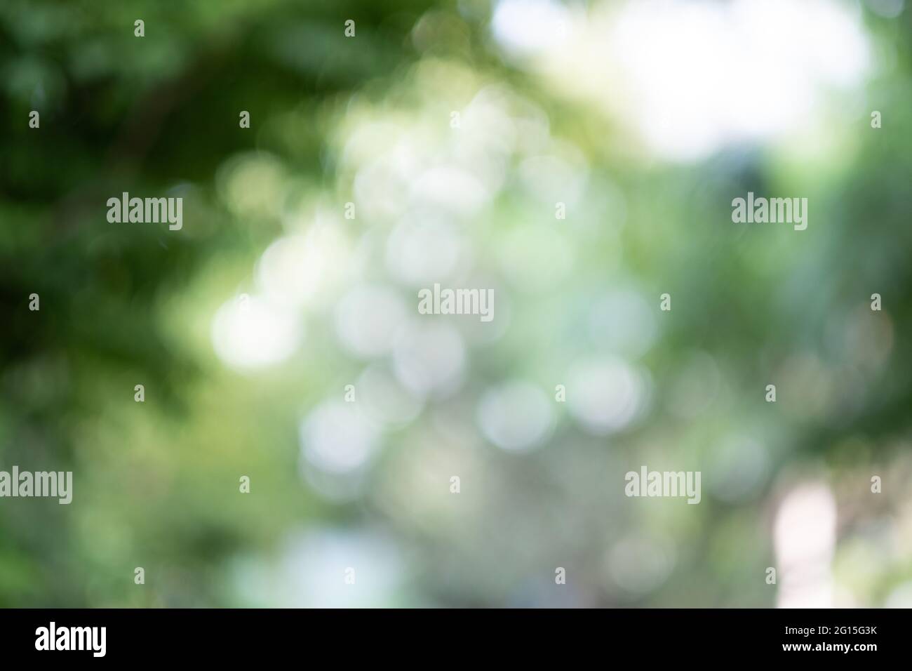 green bokeh background, leave blur background Stock Photo - Alamy