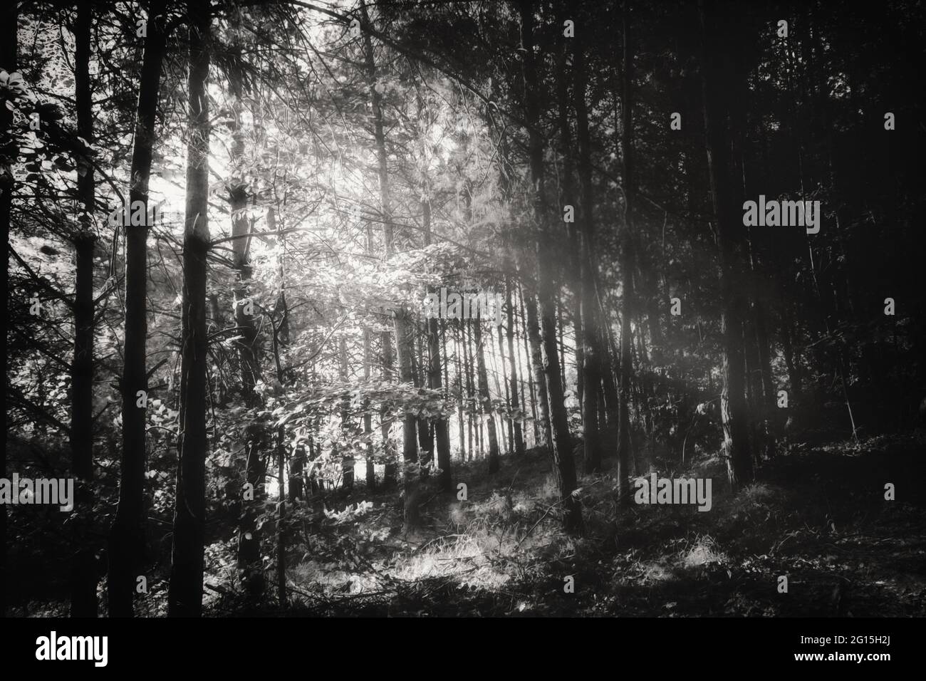 Mitten im Wald in saftig grünen Wiesen und Wälden bei strahlendem Sonnenschein auf einer Lichtung im Sommer. Menschenleere Waldklima Atmosphäre Stock Photo