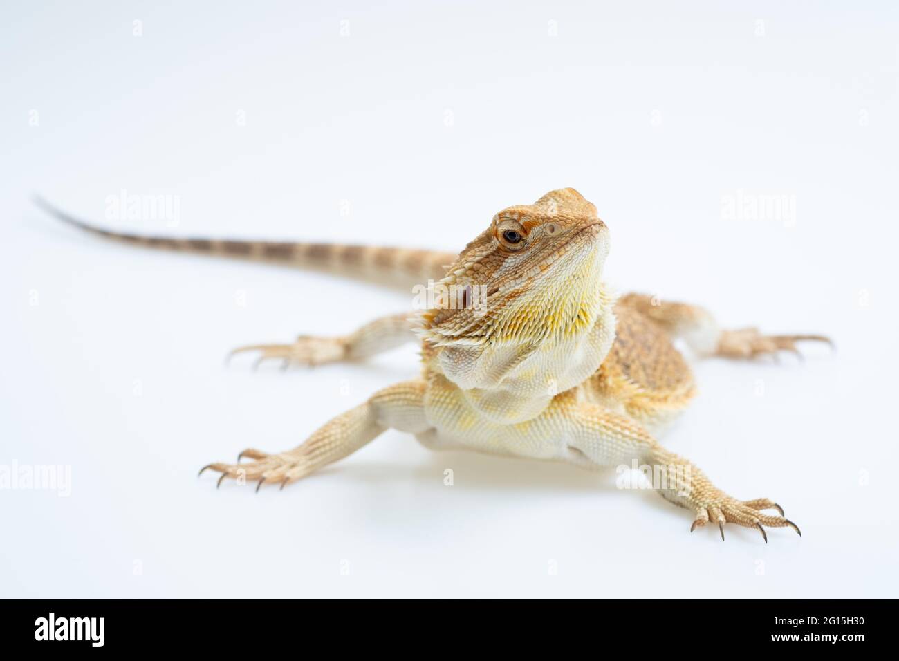 bearded dragon on white background Stock Photo - Alamy