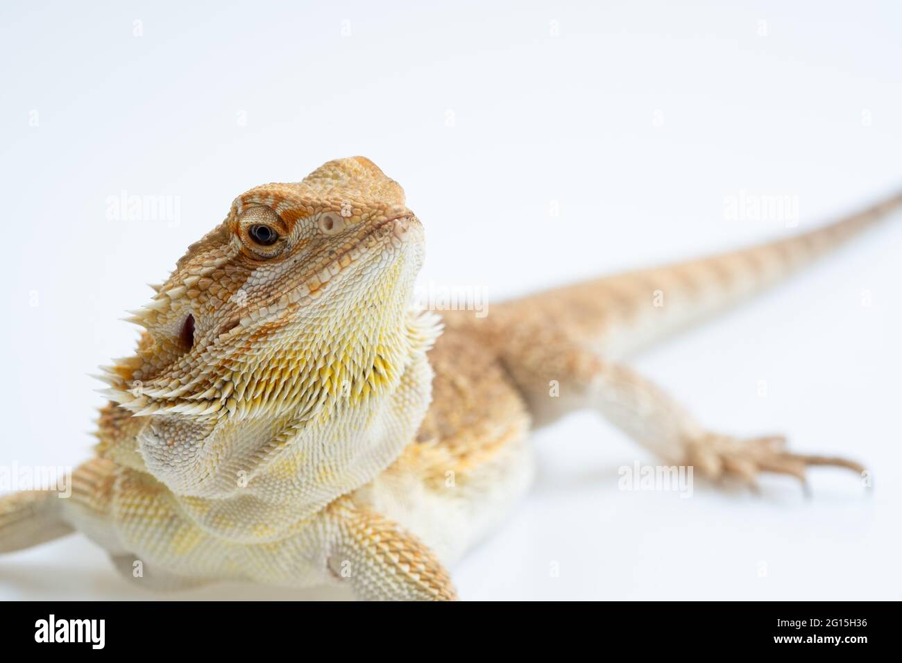 bearded dragon on white background Stock Photo - Alamy