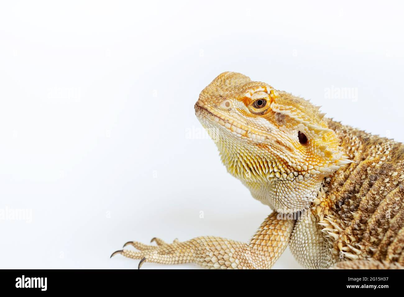 bearded dragon on white background Stock Photo - Alamy