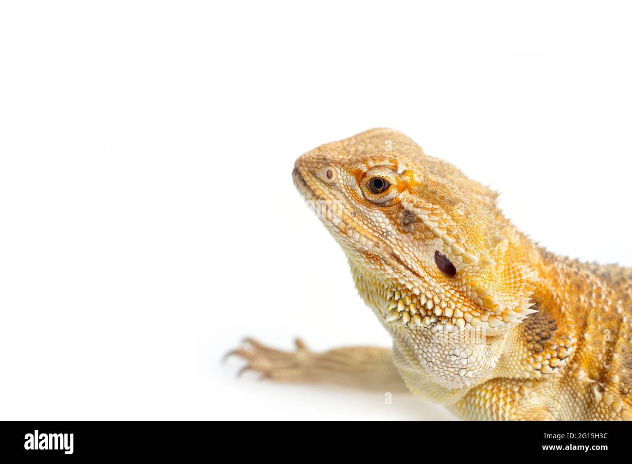 bearded dragon on white background Stock Photo - Alamy