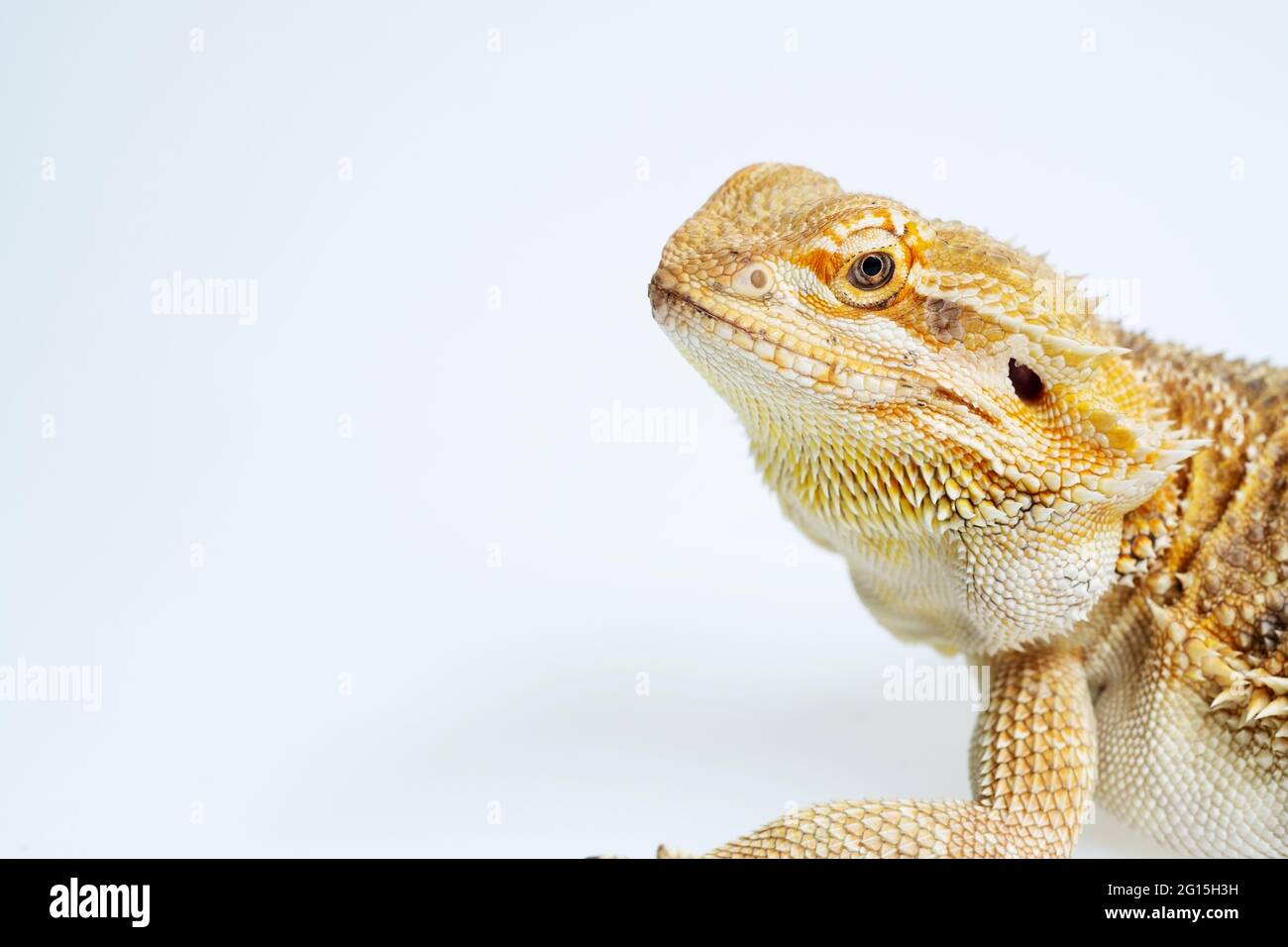 bearded dragon on white background Stock Photo - Alamy
