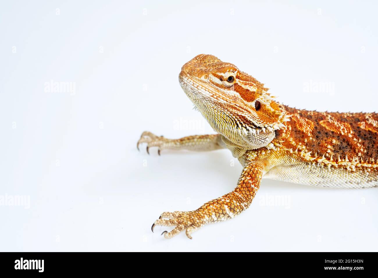 bearded dragon on white background Stock Photo - Alamy