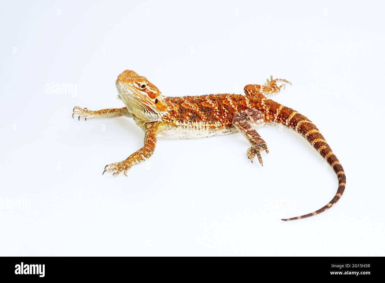 bearded dragon on white background Stock Photo - Alamy