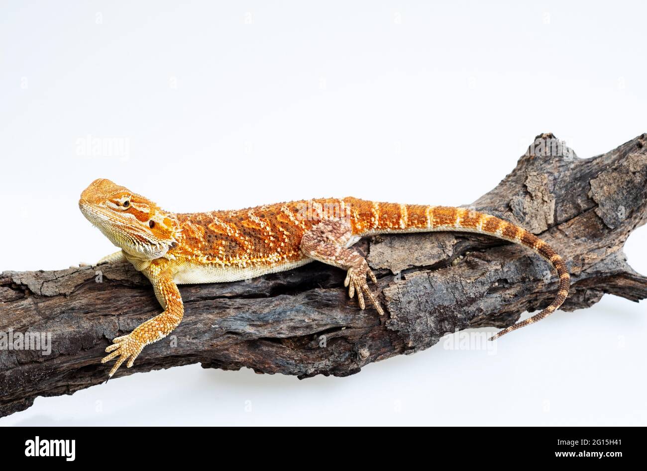 bearded dragon on white background Stock Photo - Alamy