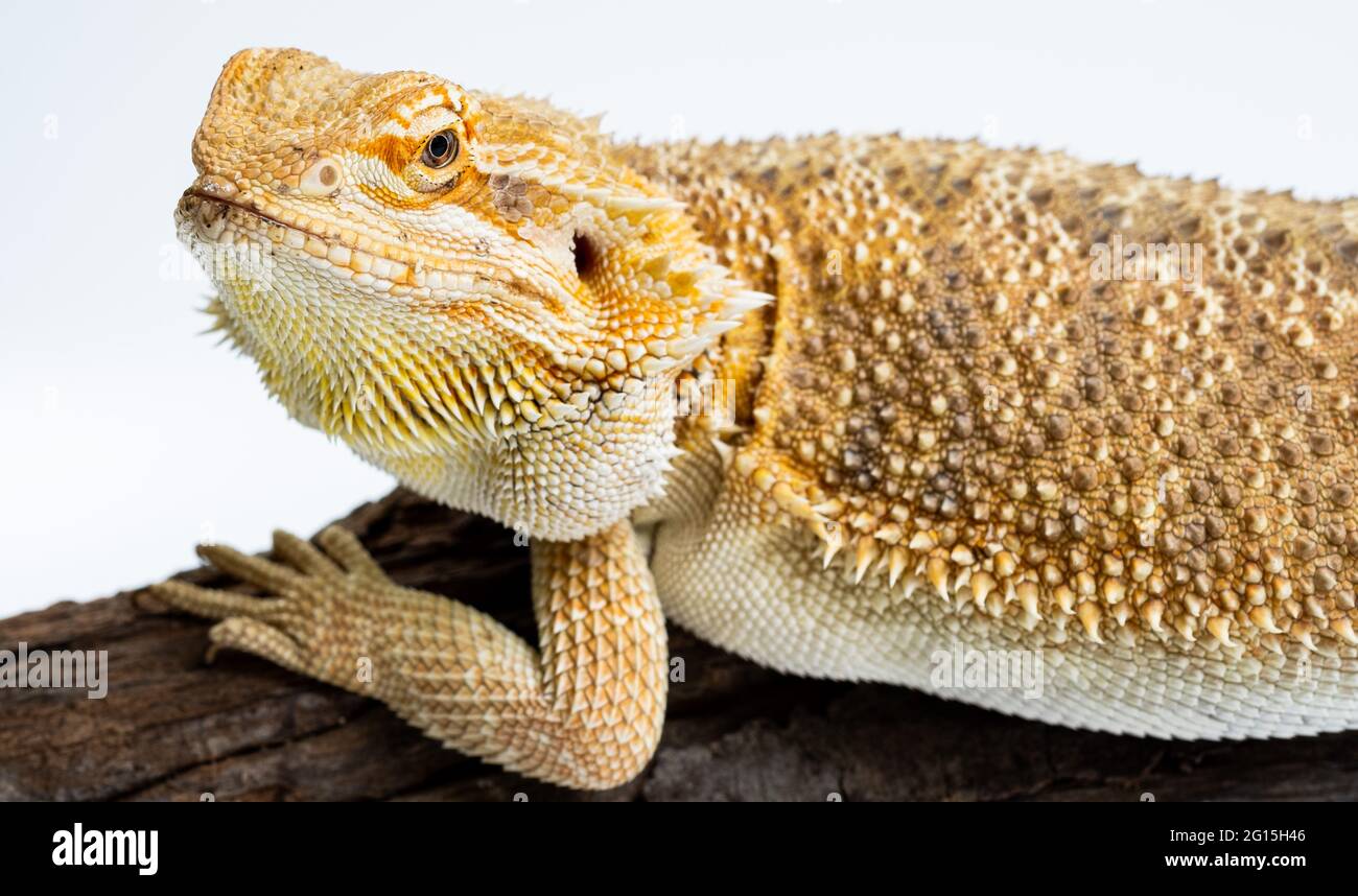 bearded dragon on white background Stock Photo - Alamy