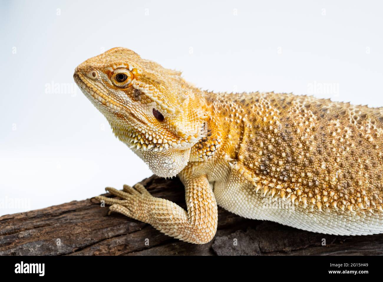 bearded dragon on white background Stock Photo - Alamy