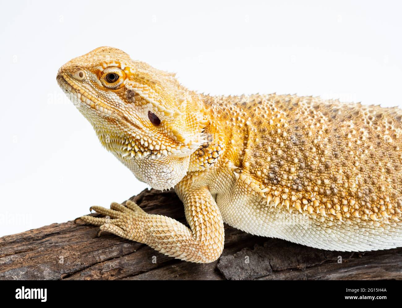 bearded dragon on white background Stock Photo - Alamy