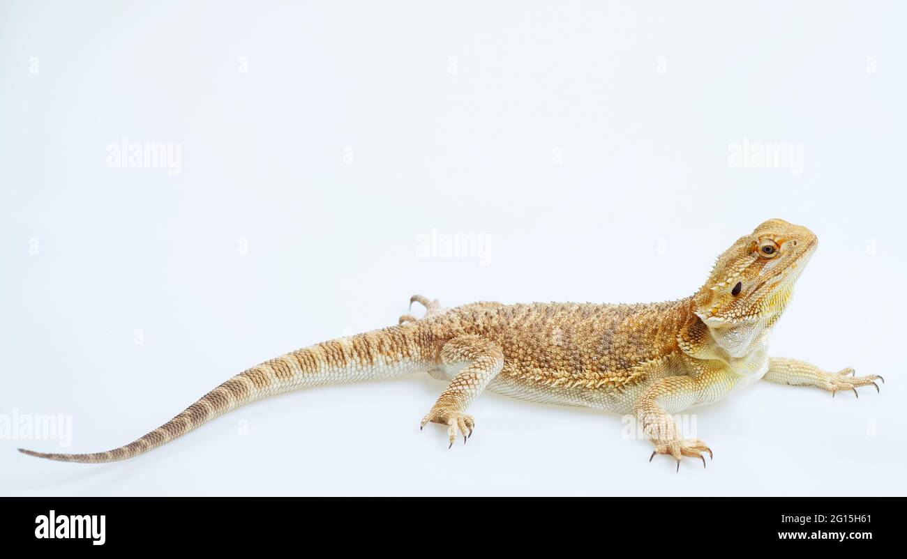 bearded dragon on white background Stock Photo - Alamy
