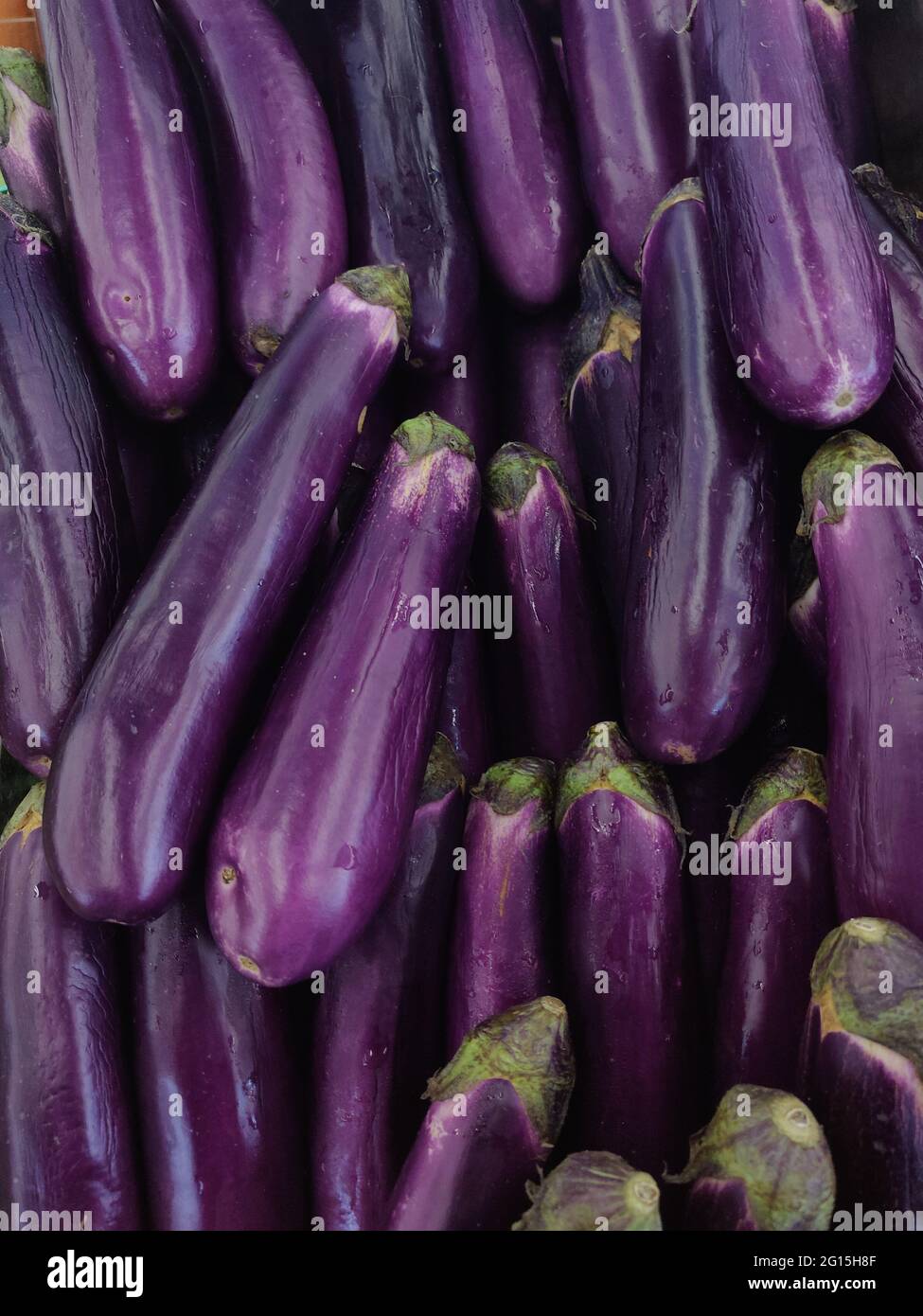 Eggplant is a plant species in the nightshade family Solanaceae