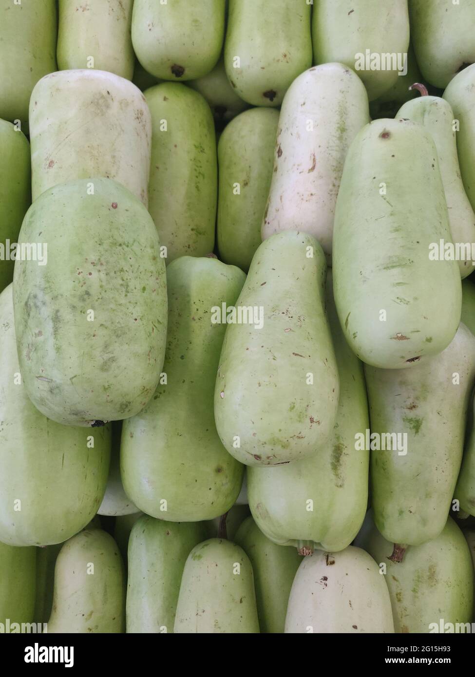Calabash also called ash gourd, white gourd, winter gourd, tallow gourd, ash pumpkin, winter