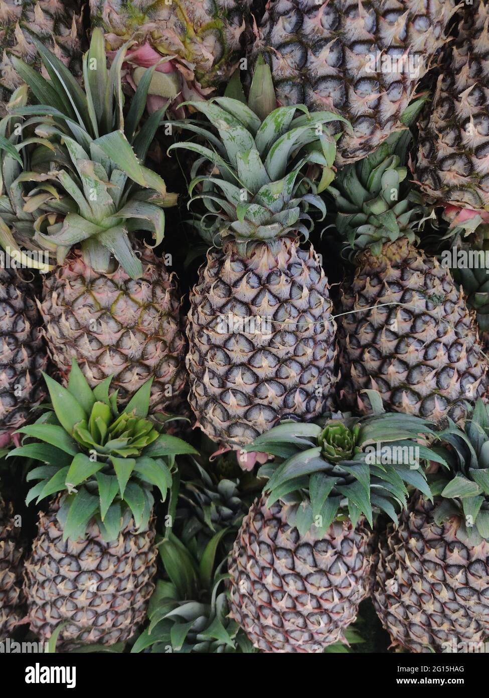 The pineapple is a tropical plant with an edible fruit and the most economically significant plant in the family Bromeliaceae. Stock Photo