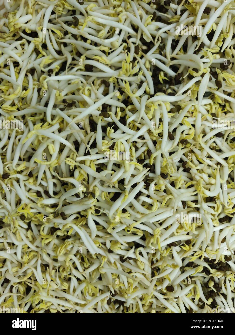 Mung bean sprouts are a culinary vegetable grown by sprouting mung beans. They can be grown by placing and watering the sprouted beans in the shade un Stock Photo