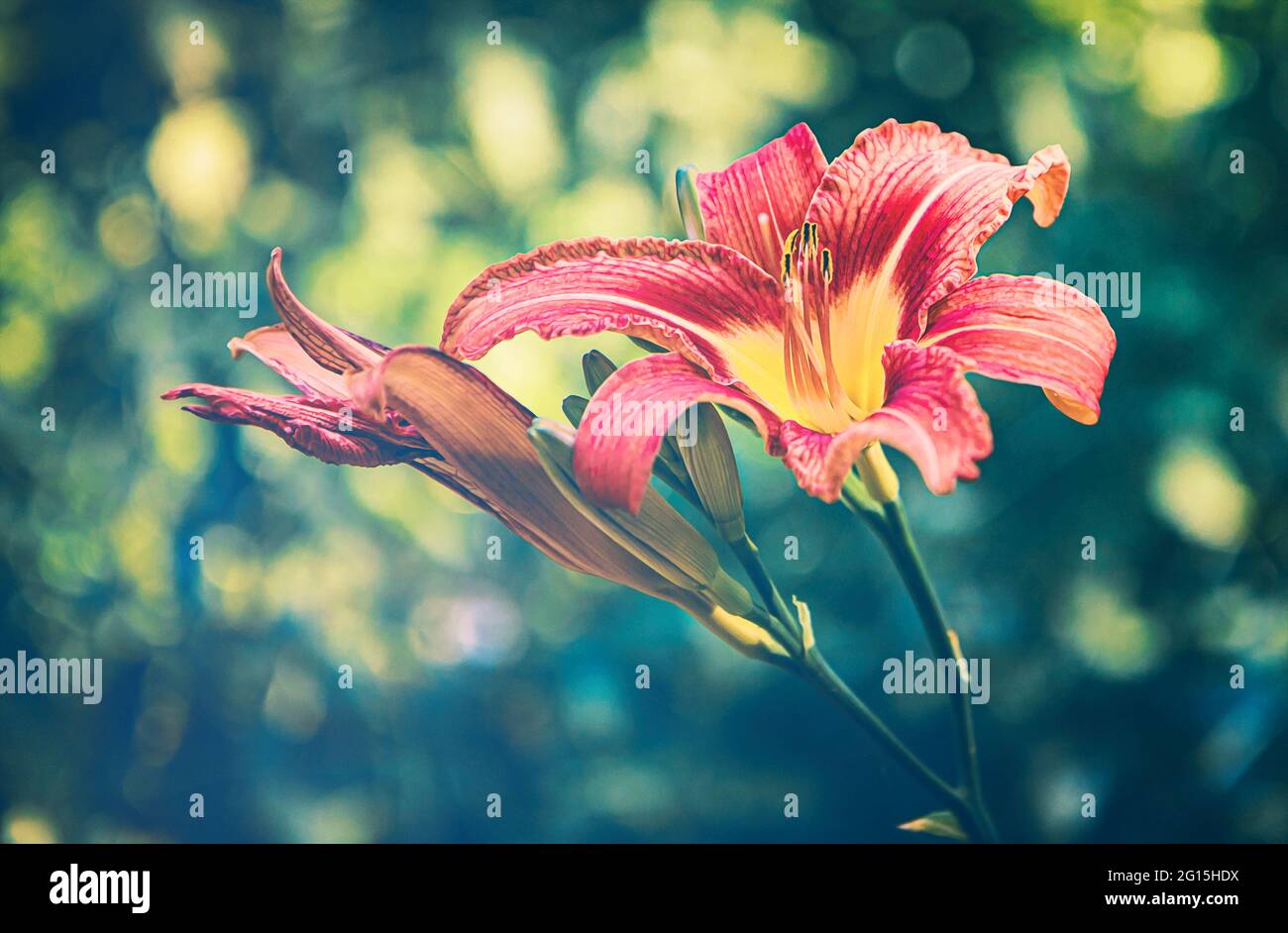 Melancholie im Jenseits. Wunderschöne, rote Taglilien Pflanze und Blume in einem verstecken Garten im Sommer. Diese Pflanze blüht nur an einem Tag. Stock Photo