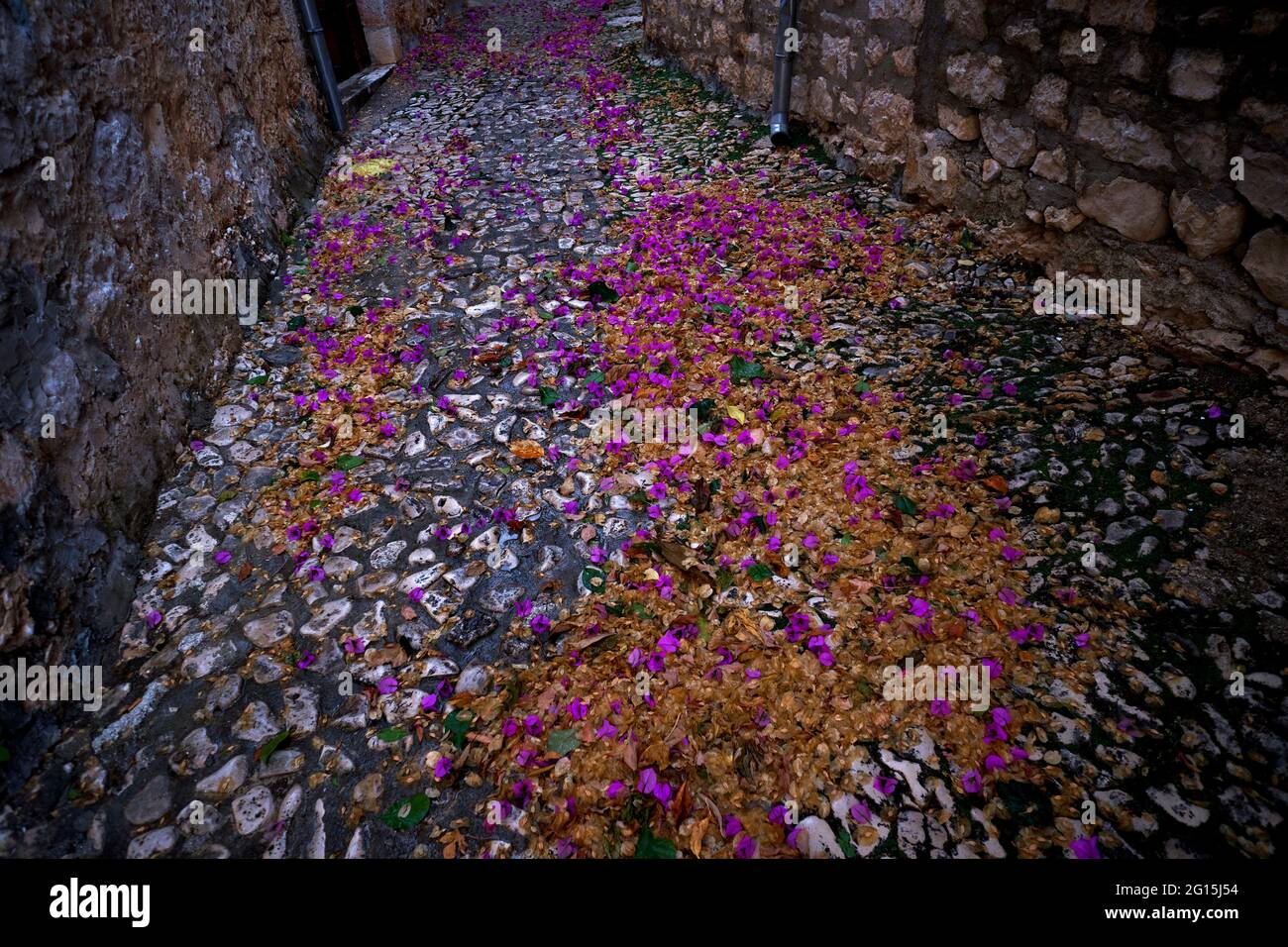 Purple petals strewn on a cobblestone path, Brač Island, Croatia, in the autumn Stock Photo