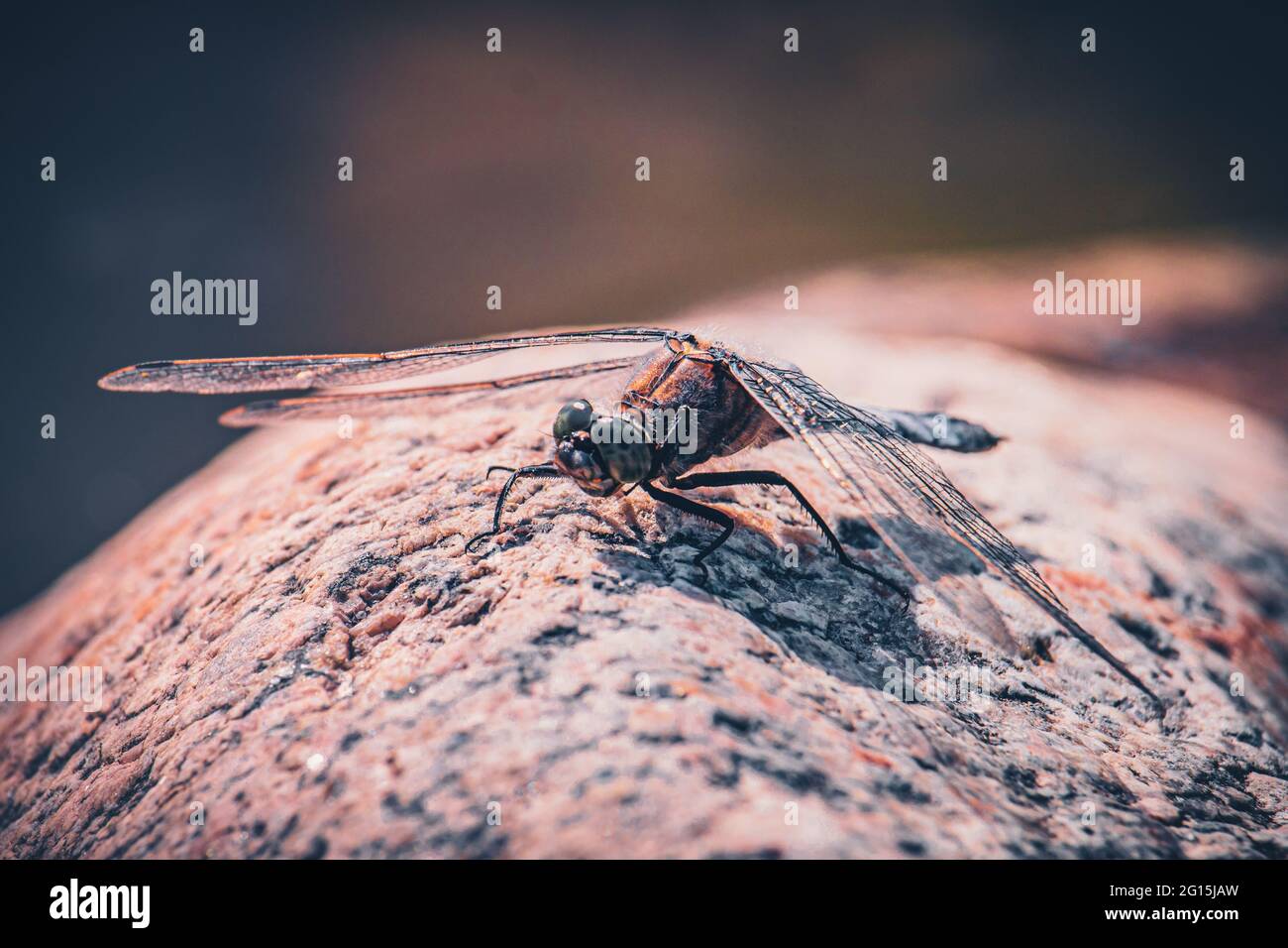 Macro shot of a dragonfly sitting on a hot stone and sunbathing in summer. Dragonfly Deluxe Close-up Odonata Insects Insecta. Stock Photo