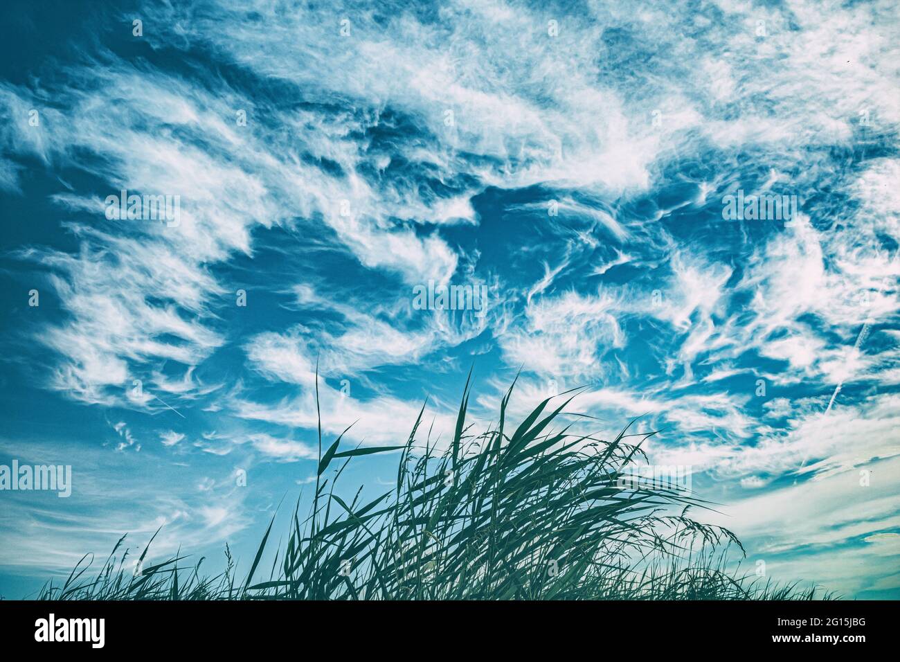 Reed - reed - bushes by the water - aquatic plant - melancholy by the ...