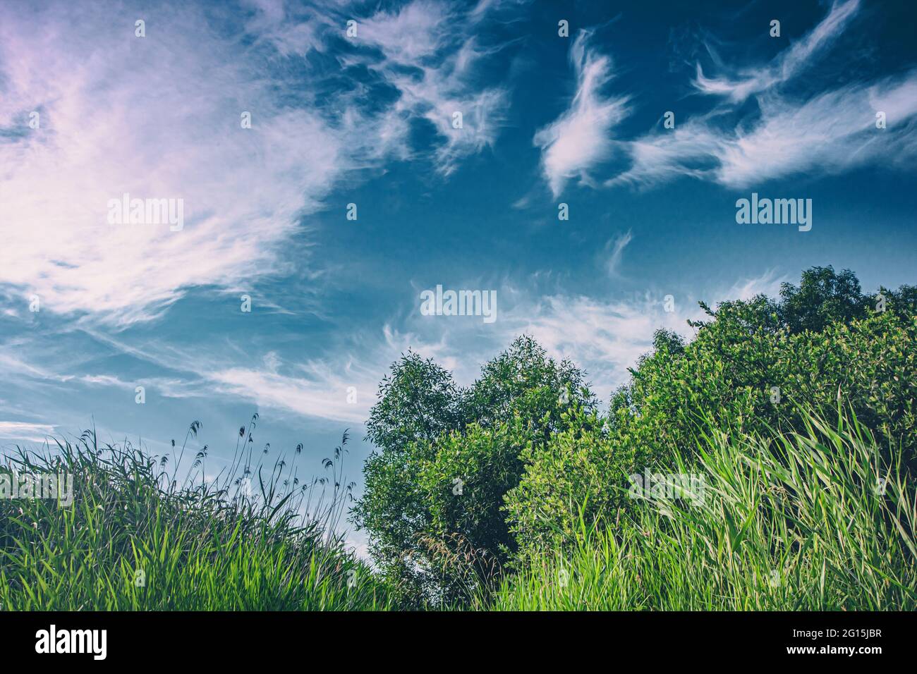Saftig grünes Gras in Wald und Wiesen bei tollem Sommer Wetter und traumgaften, blauen Himmel. Schilfrohr Aufnahme am Wasser mit schönem Wolkenband Stock Photo