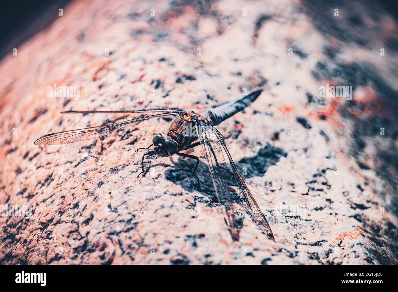 Macro shot of a dragonfly sitting on a hot stone and sunbathing in summer. Dragonfly Deluxe Close-up Odonata Insects Insecta. Stock Photo