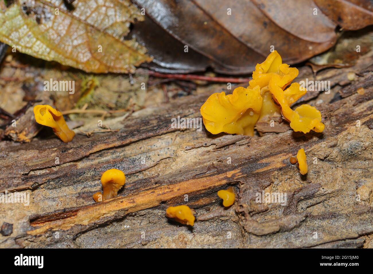 Cluster of orange soft fungi growing on a dead tree trunk in a tropical jungle Stock Photo