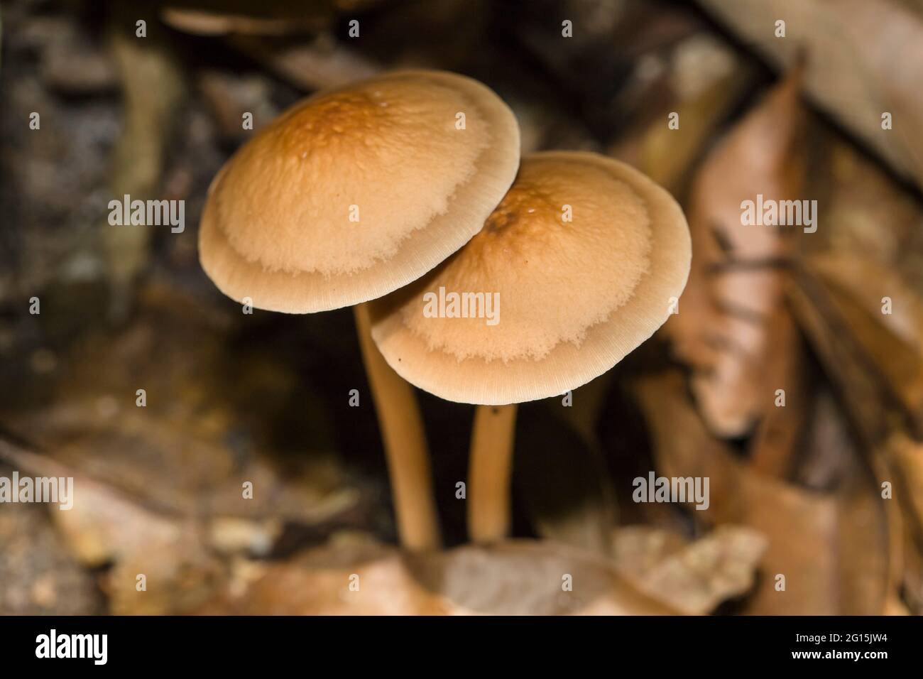 Brown mushrooms growing in the undergrowth of a tropical rainforest Stock Photo