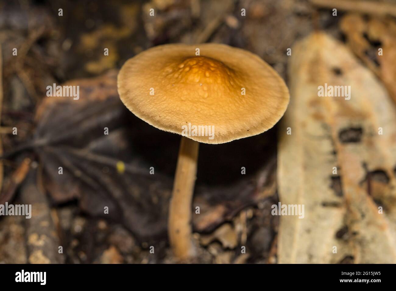 Brown cup mushroom growing in the undergrowth of a tropical rainforest Stock Photo