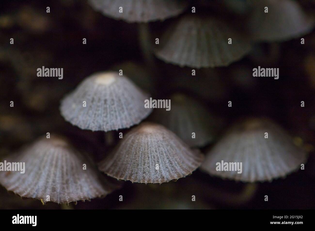 Cluster of wild cup mushrooms growing on a dead tree trunk in a tropical jungle Stock Photo