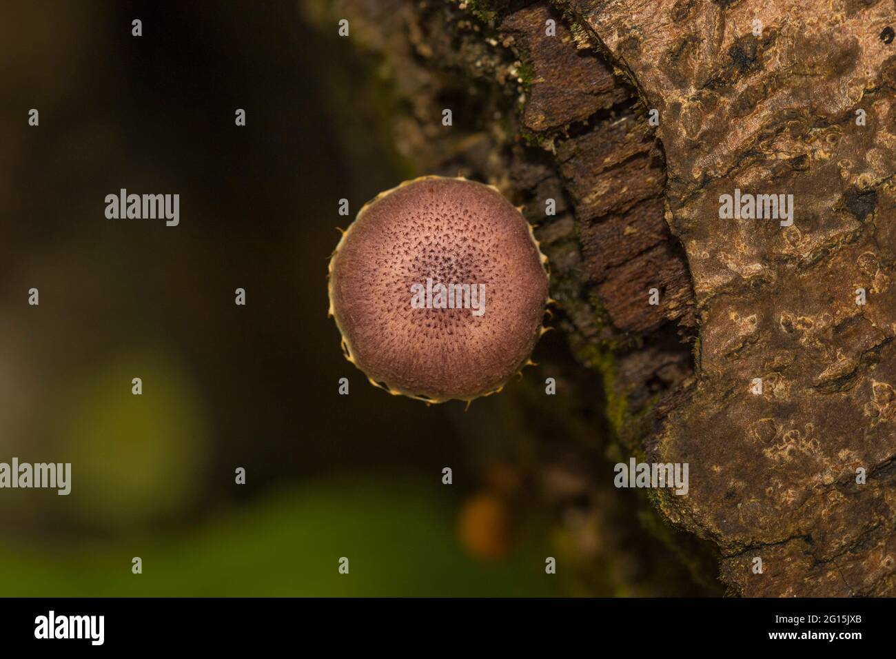 Top view of a colourful ushrooms growing on a tree trunk in a tropical rainforest Stock Photo