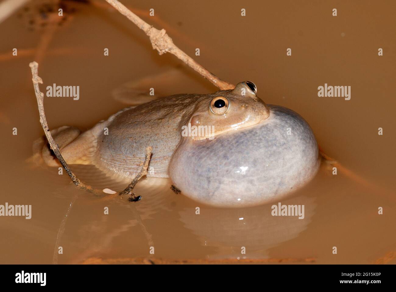Water Holding Frog calling showing vocal sack inflated Stock Photo - Alamy