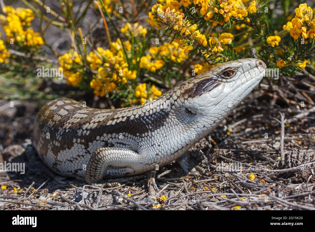 eastern-blue-tongue-lizard-stock-photo-alamy