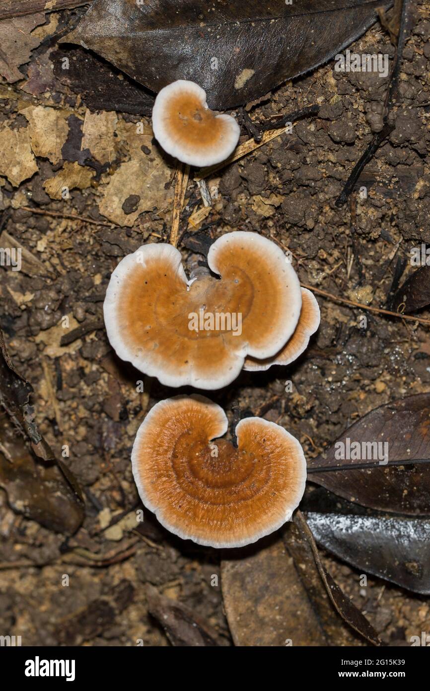 Wild mushrooms and fungi found in a tropical jungle Stock Photo