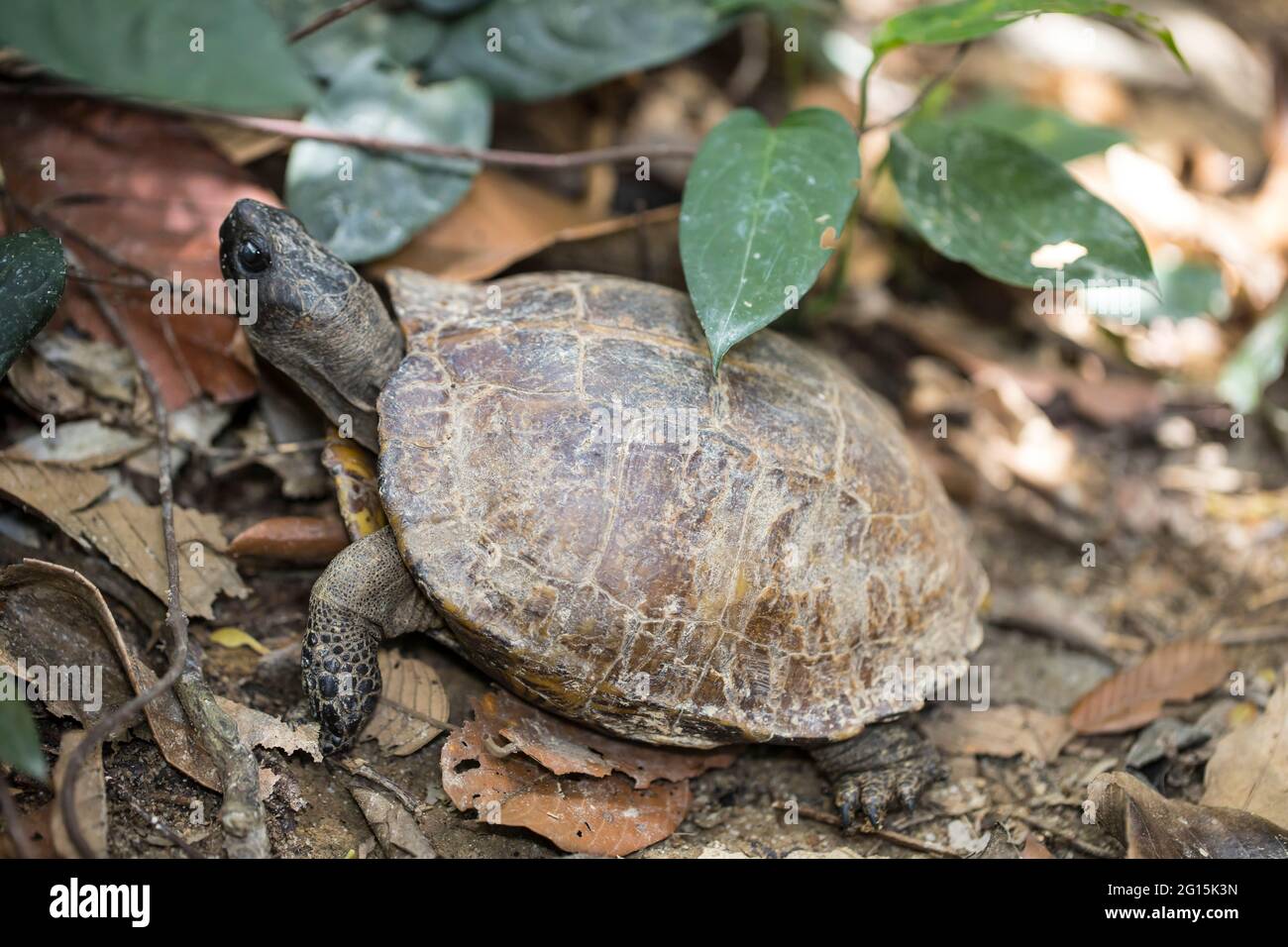 A jungle tortoise seen along a jungle trail in a tropical rainforest Stock Photo